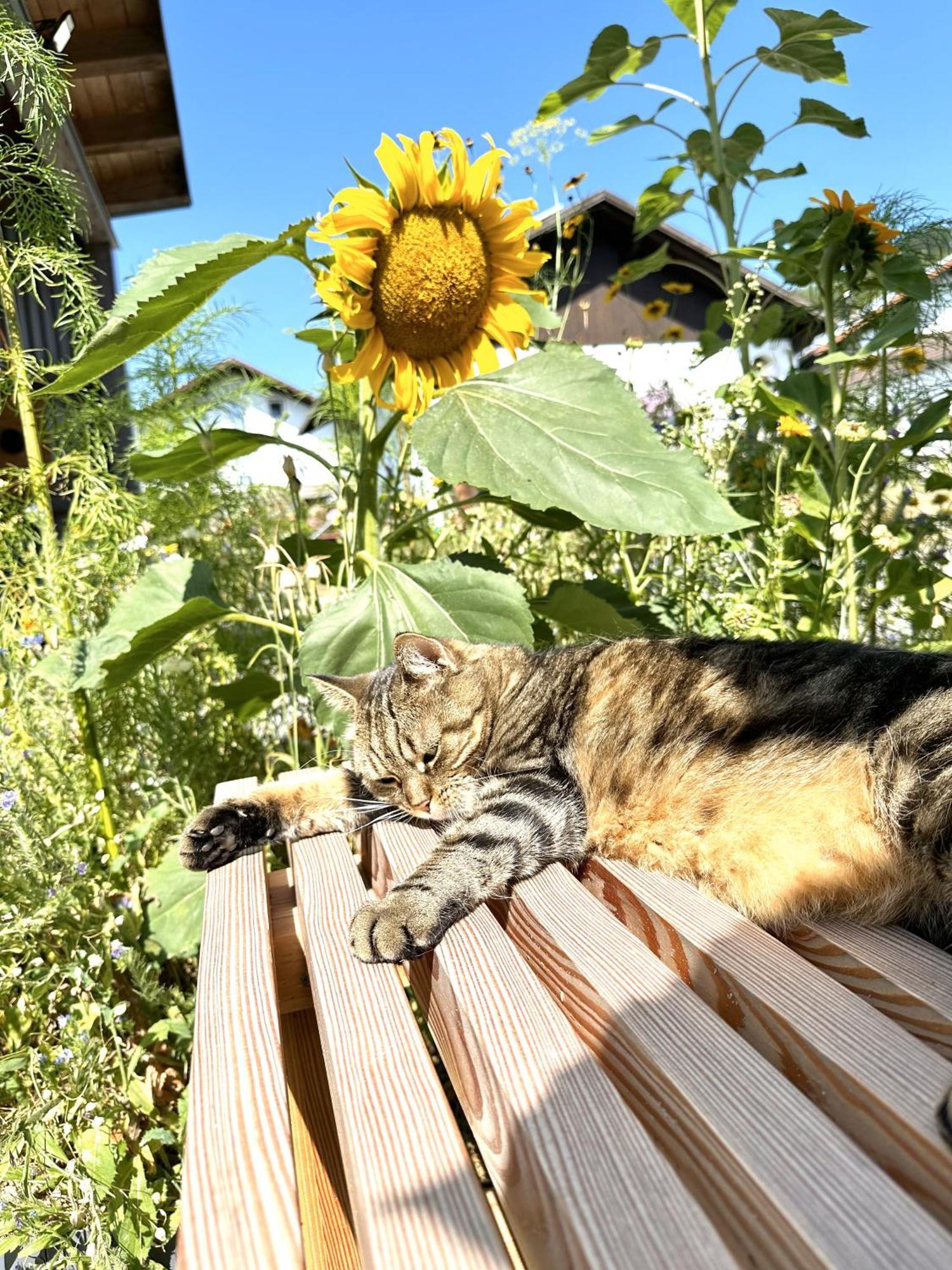 Ferienwohnung Anita Jandelsbrunn Bagian luar foto